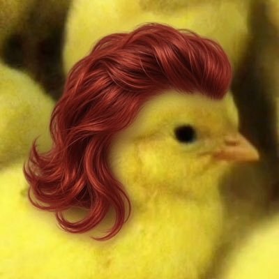 جوجه فوکول's profile picture