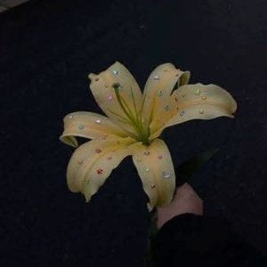 phan_thu32889's profile picture