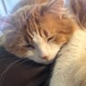 Фото профиля Katie 猫