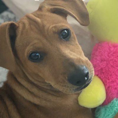Suki Suburbia 🇺🇸's profile picture