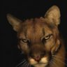 Dee!vd's profile picture