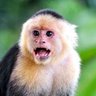MonkeyWithoutBanana's profile picture
