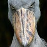 Profilbild von Drew Peacock