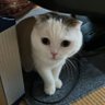 スリーニャンズ🐝🐱🍙の回覧板🗒️ profil fotoğrafı