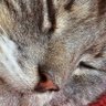 SmokeytheCat's profile picture