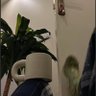 N 的头像