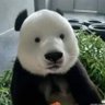 Gustavo 的头像