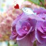 KISARA profil fotoğrafı