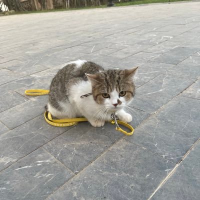 Tôm nè KGeN's profile picture