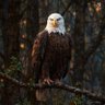 Фото профиля Eagle🦅