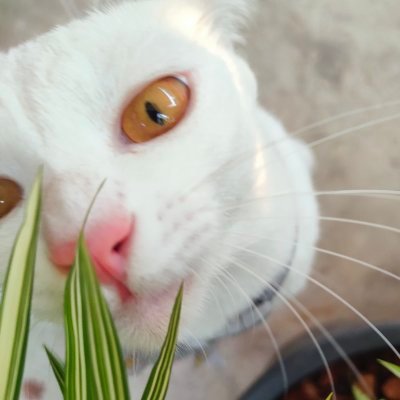 nonono's profile picture