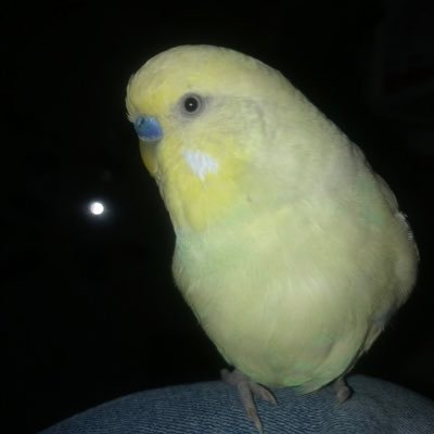 🇪🇺 VR46🏍Rossi 🐢🏁βουζκο's profile picture