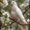 Puredove🕊 profil fotoğrafı