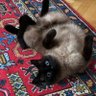 ad fontes | profil fotoğrafı