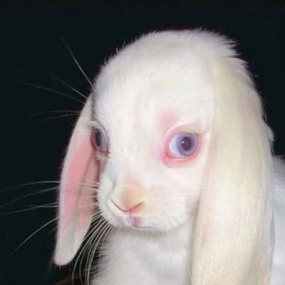 coebruxa666's profile picture
