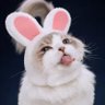 Catlemon 的头像