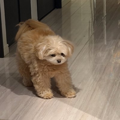 osoujisiyouka's profile picture