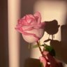 Фото профиля حربيه متفائله 💜🦋