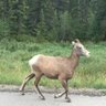 Фото профиля goat