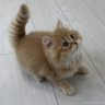 Фото профиля とらねこインデックス