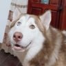 rosela profil fotoğrafı