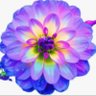 Фото профиля ZOE