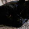Danjam 🥋 🥊 🐱's profile picture