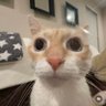 nyx ꩜'s profile picture