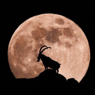LordeBatmane's profile picture