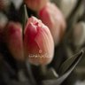 Фото профиля 🕊️💜حَسْنَاء💜🕊️