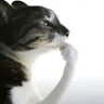 WhoisHarryyvng profil fotoğrafı