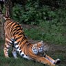 Фото профиля tigre