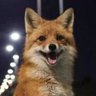 Tülkü 🦊's profile picture