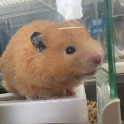 نيبر نوره's profile picture