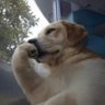 ©Rod Calcote™••'s profile picture