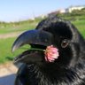 crow 的头像