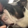 Balbomb profil fotoğrafı