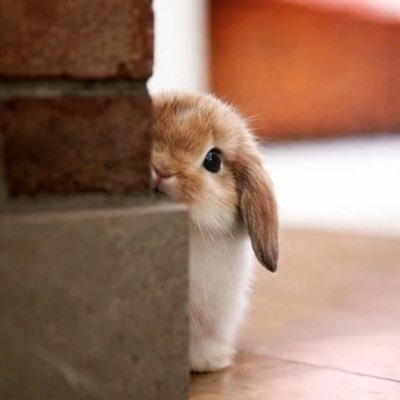 Mrsknowitall's profile picture