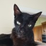 toomanycats1964's profile picture