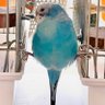 ちゅん子ちゃん's🕊️+🐈 profil fotoğrafı