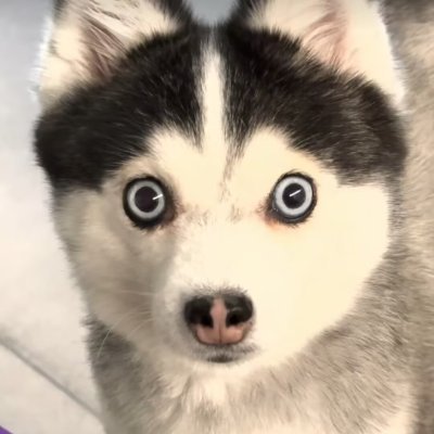王梵景 【真诚！忠诚！】's profile picture