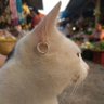 honeydew's profile picture