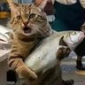 Фото профиля 🐠風のねこねこ(ゆーみん復帰応援にゃ)🐾