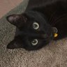 cardcaptor⁷ ଓ is seeing bts! profil fotoğrafı