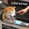 Minh Tùng Ngô 的头像