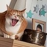 Mira🐈🐕🐈‍⬛'s profile picture