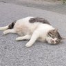 あごゆき 的头像
