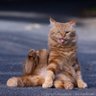 росопаха's profile picture