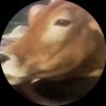 Profilbild von nur🇹🇷