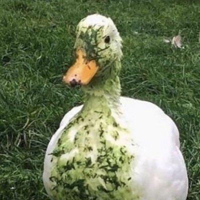 caramealx's profile picture